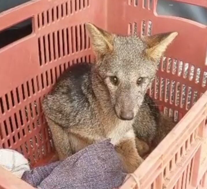 Raposa é resgatada às margens de rodovia em Itabira