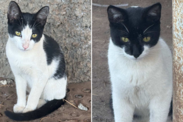 Rapper itabirano Thiago Skp pede ajuda para a adoção responsável de filhotes de gata, vítima de ataque