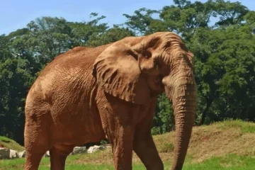 Elefante Jamba, do Zoológico de BH, morre aos 29 anos