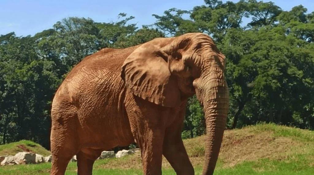 Elefante Jamba, do Zoológico de BH, morre aos 29 anos