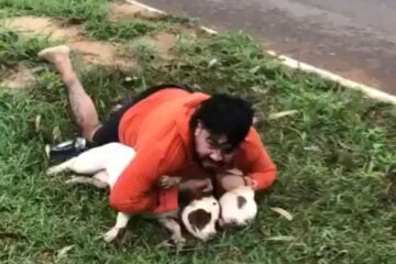 Professor de Muay Thai imobiliza dois pitbulls durante ataque em Ponta Porã (MS)