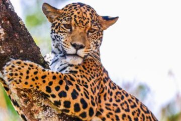 Nova onça pintada já pode ser visitada no Zoológico de Belo Horizonte