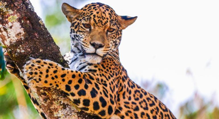 Nova onça pintada já pode ser visitada no Zoológico de Belo Horizonte