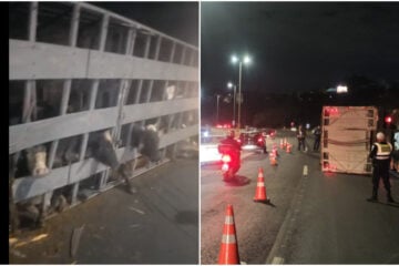 Caminhão que transportava bois tomba no Anel Rodoviário e complica trânsito