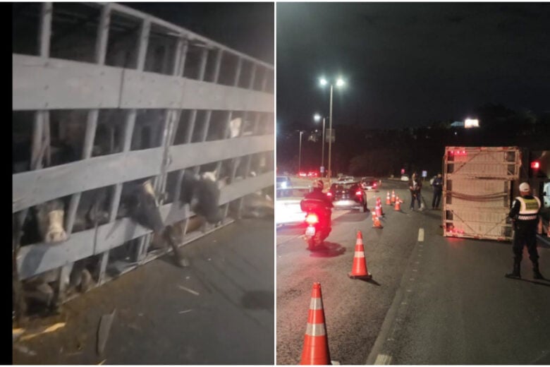 Caminhão que transportava bois tomba no Anel Rodoviário e complica trânsito