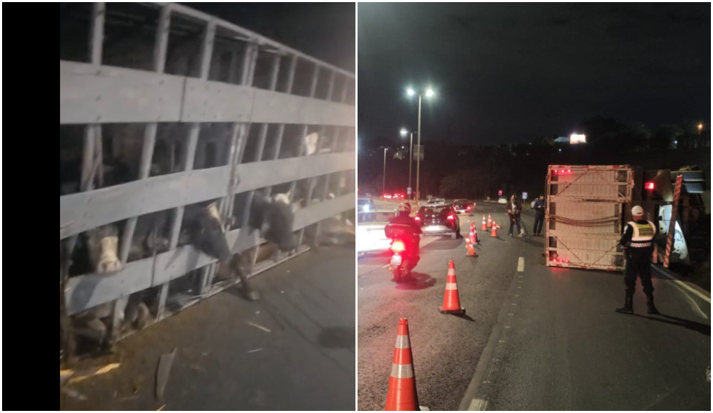 Caminhão que transportava bois tomba no Anel Rodoviário e complica trânsito