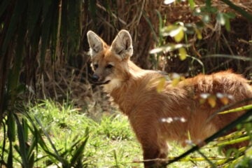 Não é onça-pintada: o que realmente habita a fauna de Itabira?
