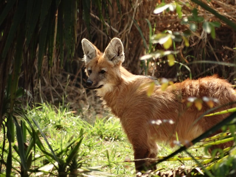Não é onça-pintada: o que realmente habita a fauna de Itabira?