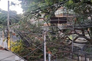 Queda de árvore trava trânsito no Padre Eustáquio, em BH, e deixa moradores sem energia