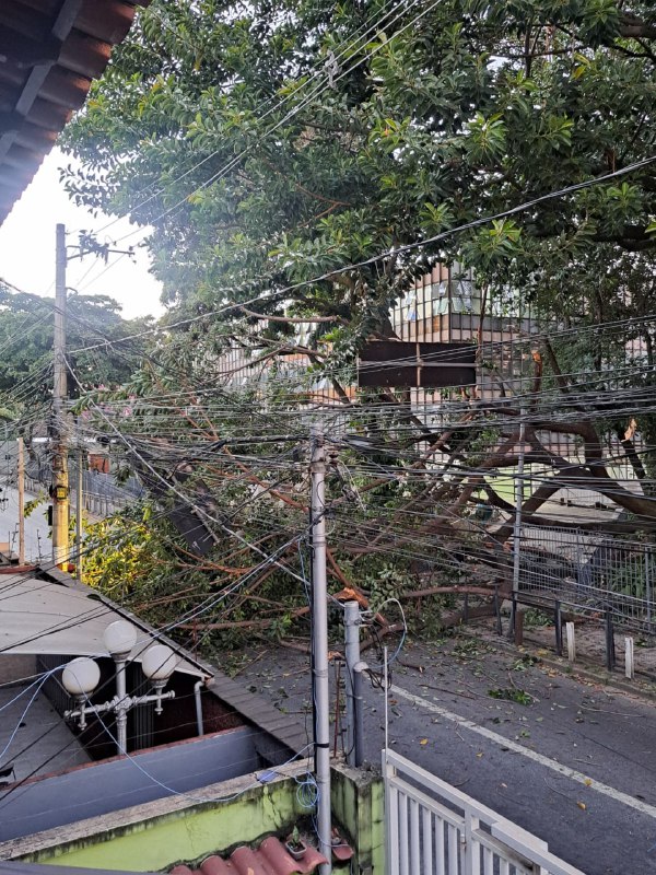 Queda de árvore trava trânsito no Padre Eustáquio, em BH, e deixa moradores sem energia