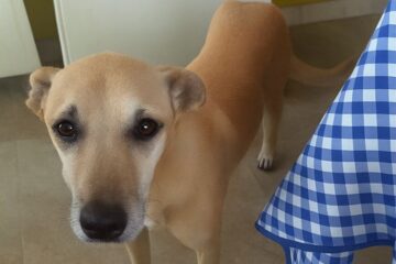 Itabira: tutora procura por Bob, cachorro desaparecido na região dos bairros Eldorado e São Francisco