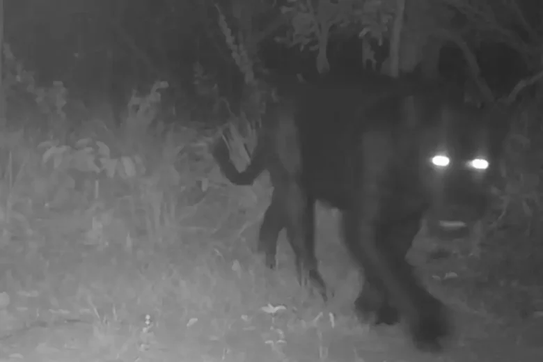 Onça-preta aparece pela primeira vez em reserva no Cerrado