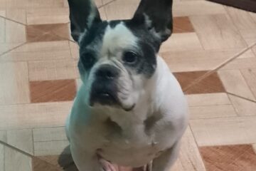 Família procura por cachorra desaparecida no bairro Monsenhor José Lopes, em Itabira