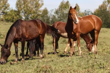 Ração da Nutratta é suspeita da morte de mais de 245 cavalos em quatro estados