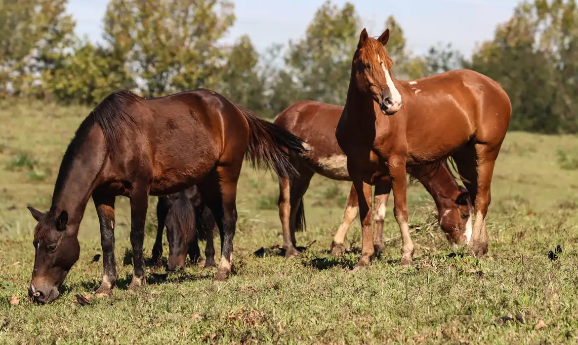 Ração da Nutratta é suspeita da morte de mais de 245 cavalos em quatro estados