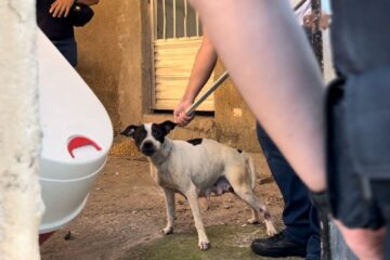 Após denúncia de maus-tratos, cadela é resgatada em Itabira; vítima relata mordida e projeto de lei segue travado na Câmara