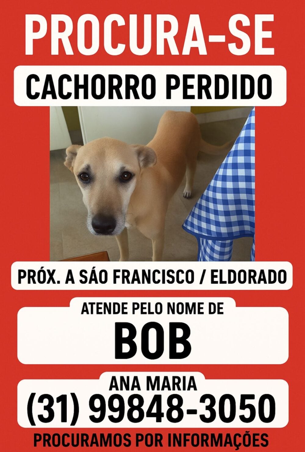 Itabira: tutora procura por Bob, cachorro desaparecido na região dos bairros Eldorado e São Francisco