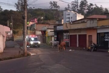 Animais de grande porte são flagrados soltos na rua Ipoema, no bairro Pará, em Itabira