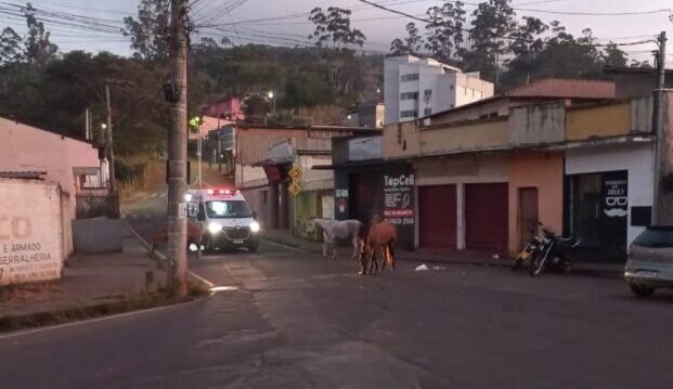 Animais de grande porte são flagrados soltos na rua Ipoema, no bairro Pará, em Itabira