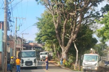 Poda de árvore interdita acesso à avenida das Rosas nesta quarta-feira em Itabira