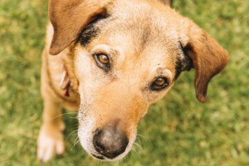 Dia do Vira-Lata expõe desafio de 30 milhões de animais abandonados e preconceito contra SRDs no Brasil