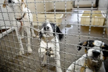 Projeto aprovado na Câmara proíbe uso de animais em testes cosméticos