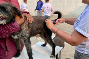 BH promove vacinação de animais contra a raiva neste final de semana; saiba mais