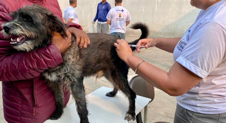 BH promove vacinação de animais contra a raiva neste final de semana; saiba mais