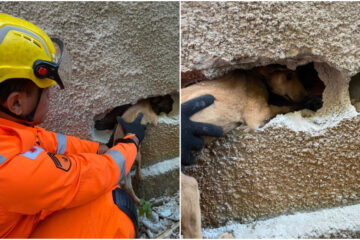 Cachorrinho fica preso entre muros durante dois dias e mobiliza bombeiros na Grande BH