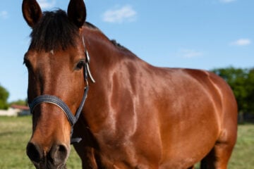 Jovem investigado por mutilar cavalo no interior de São Paulo presta depoimento e é liberado