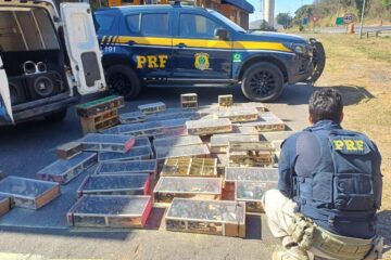 PRF resgata mais de mil aves silvestres que eram transportadas de forma ilegal na BR-040, em Minas