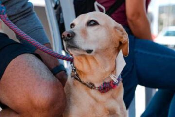 Mais de 250 animais são castrados em mutirão realizado nos bairros Gabiroba e Fênix