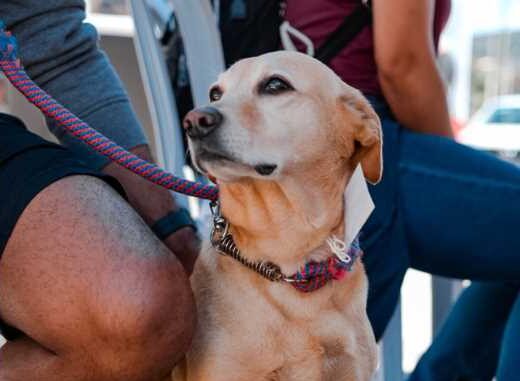 Mais de 250 animais são castrados em mutirão realizado nos bairros Gabiroba e Fênix