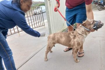 Dia D de vacinação imuniza mais de 5 mil animais em Itabira