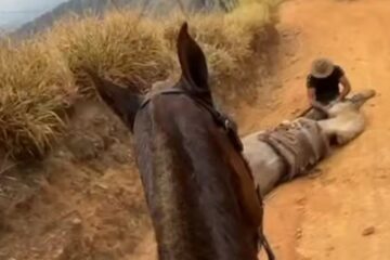 Cavalo que teve as patas amputadas estava vivo antes da mutilação, diz nova perícia