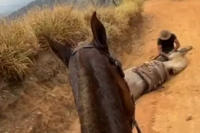Cavalo que teve as patas amputadas estava vivo antes da mutilação, diz nova perícia