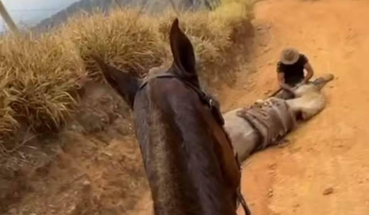 Cavalo que teve as patas amputadas estava vivo antes da mutilação, diz nova perícia