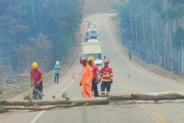 Incêndio interdita MG-129 após queda de árvore em Itabira