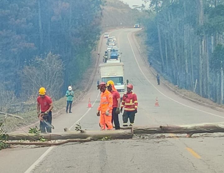 Incêndio interdita MG-129 após queda de árvore em Itabira
