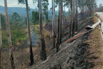 MG-129 segue interditada nesta quinta-feira para corte de eucaliptos em Itabira