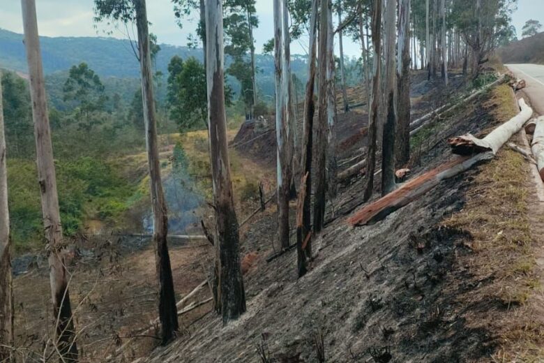 MG-129 segue interditada nesta quinta-feira para corte de eucaliptos em Itabira