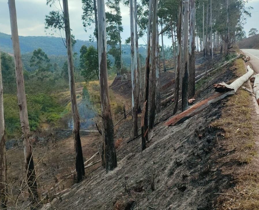 MG-129 segue interditada nesta quinta-feira para corte de eucaliptos em Itabira