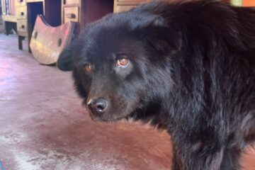 Cachorra desaparece no centro de Itabira após barulho de fogos de artifício