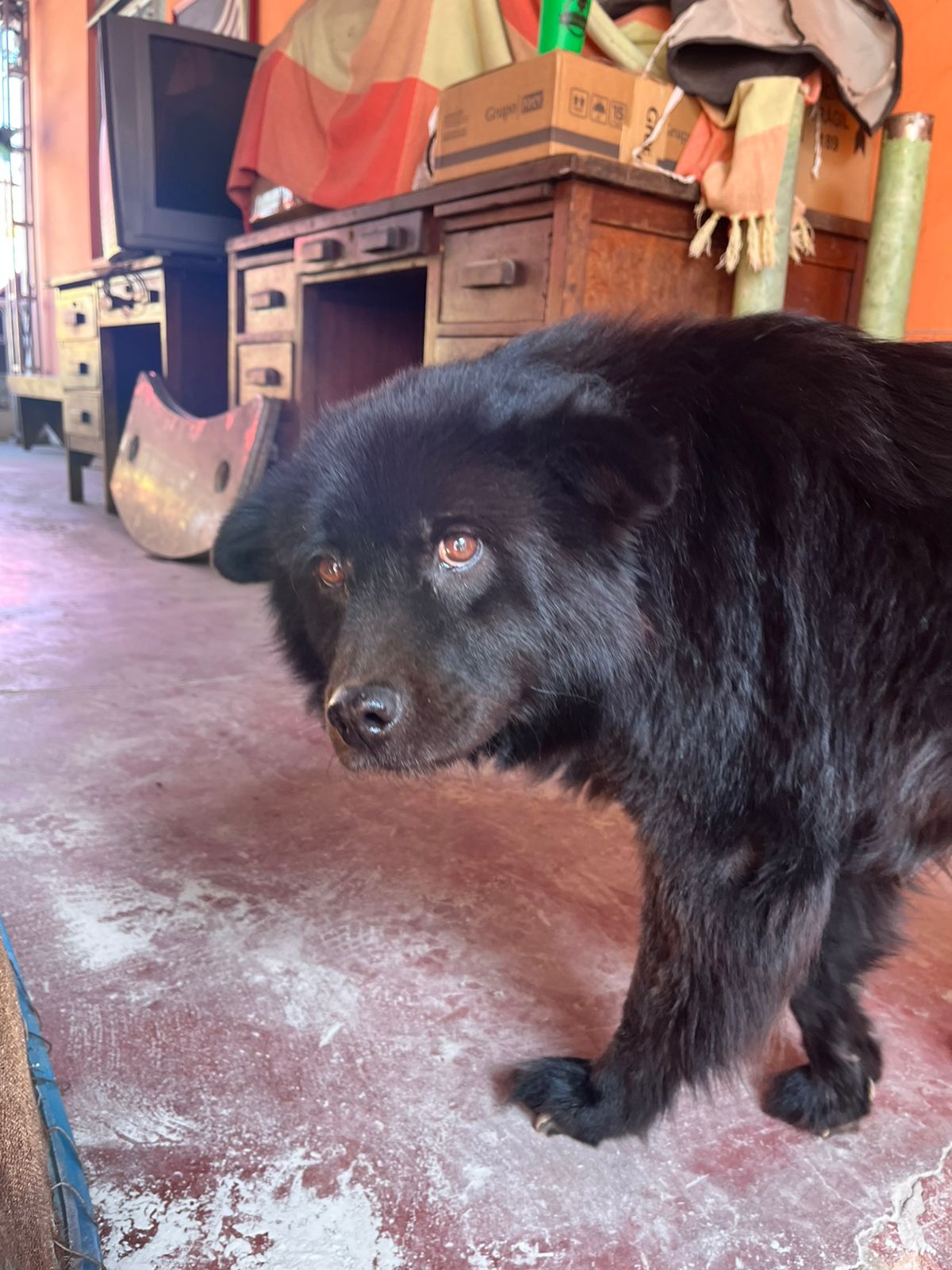 Cachorra desaparece no centro de Itabira após barulho de fogos de artifício