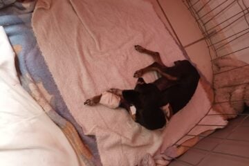 Família de Itabira organiza arrecadação para custear cirurgia da cachorrinha Jade