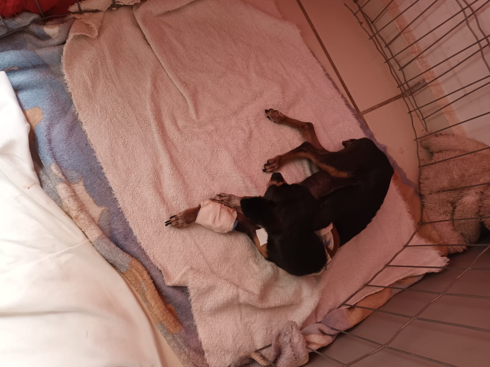 Família de Itabira organiza arrecadação para custear cirurgia da cachorrinha Jade