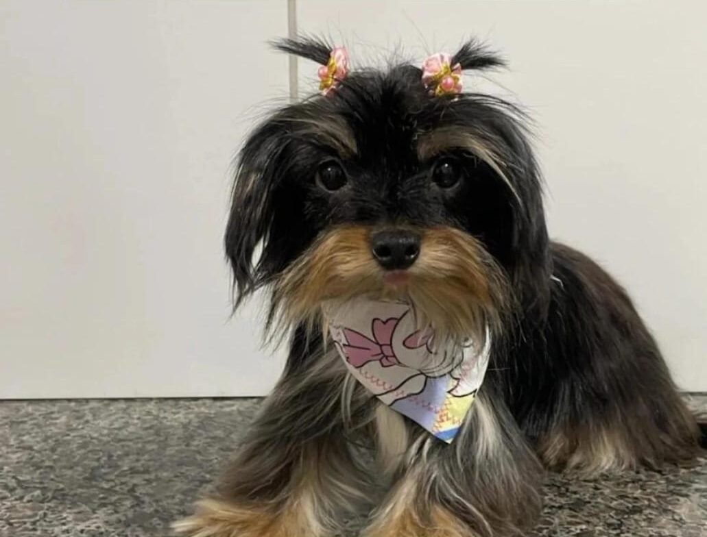 Família procura por cachorra desaparecida no bairro Juca Rosa, em Itabira