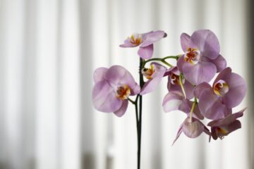 15ª Exposição de Orquídeas acontece neste fim de semana em Itabira