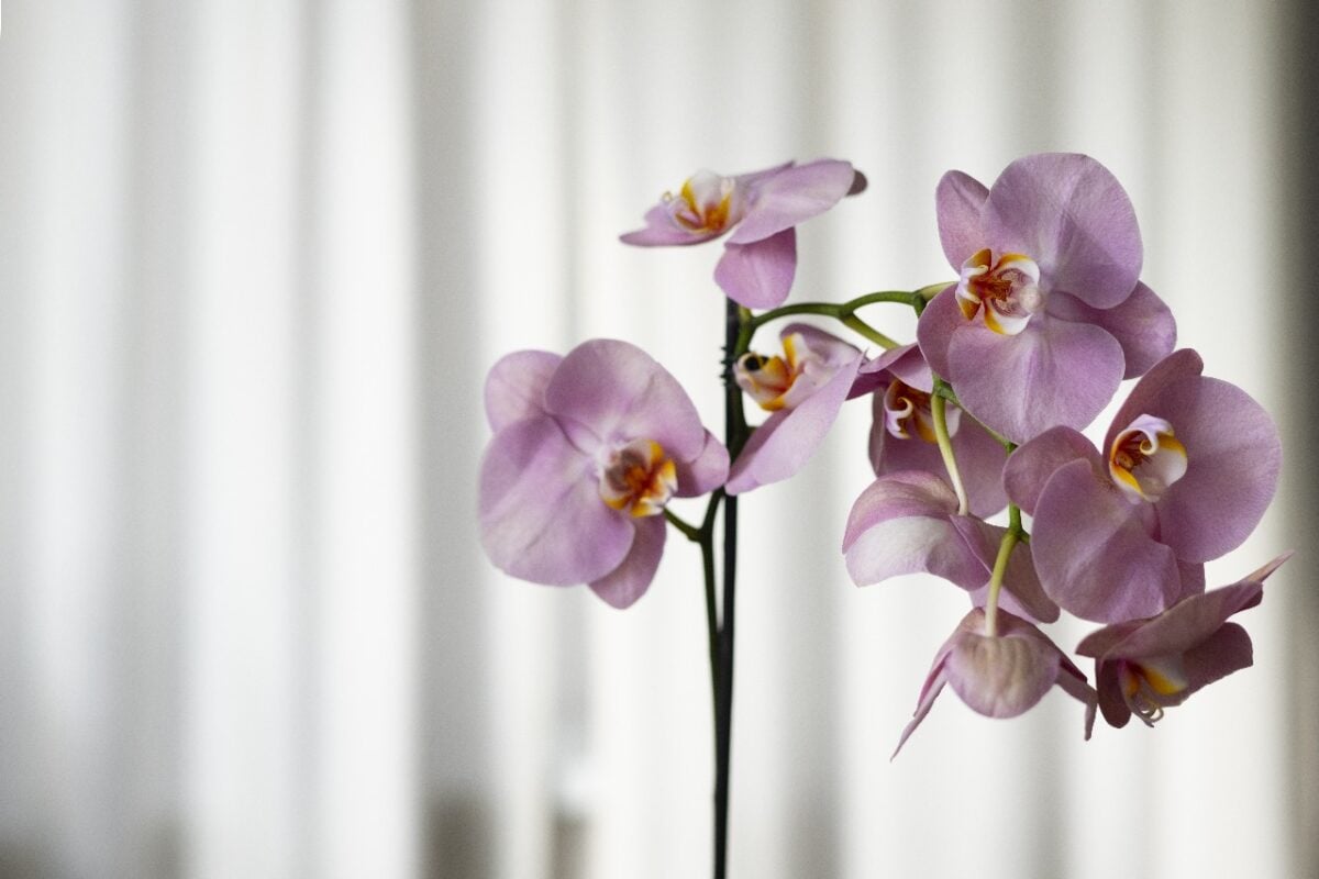 15ª Exposição de Orquídeas acontece neste fim de semana em Itabira