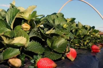 Pouso Alegre (MG) produz 90% da safra nacional de morango, o ouro vermelho
